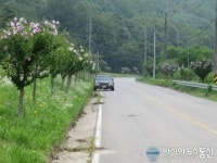 진천군, 민족의 얼 무궁화로 가로수 물들이다