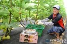 무농약.무공해 웰빙과일, 하빈무화과 출하