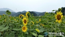 경남 함양 상림공원 해바라기 단지 ‘장관’