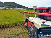 영덕 추석전 햅쌀출하...농가소득 9000만원 기대