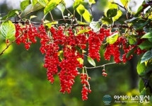 문경 생오미자 고속도로 휴게소서 직거래장터 운영