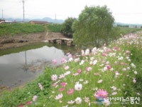 의창구 대산면 주남마을 코스모스꽃길 조성