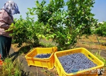 노인 블루베리, 노안 등 효능 속여 판 일당 덜미