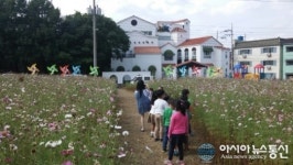 경산 북부동 코스모스 동산으로 놀러 오세요