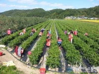 영양군 석보면, 도시민 농촌체험 행사 가져