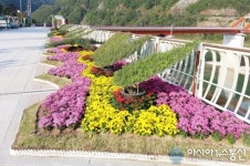 단양군, 가을국화 거리 등 경관 조성