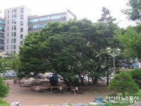 용인시 갈곡마을 느티나무 문화제 지역행사 자리매김
