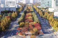 서구, 보라매공원 낙엽거리 조성