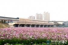 구로구, 구일역 하단~신정교 구간에 대규모 코스모스 초화단지 조성해 만개