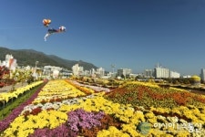 마산가고파국화축제 관람객 90만명 육박