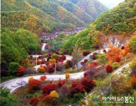 단양군 가곡면 보발재 단풍절정