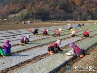 거창군, 일손 부족한 가을들녘에 ‘품앗이’가 돌아왔다