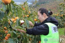 경남경찰청, 단감 수확작업에 ‘구슬땀’