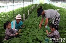 금산, 깻잎 매출 400억 넘어