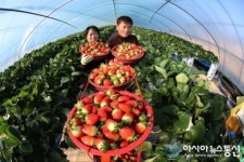 겨울철 의령 딸기 수확 한창