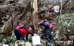 담양군, 신비의 약수 ‘고로쇠’ 추월산서 본격 채취