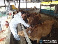 영천시, 완벽한 구제역 방역체계 확립 적극 추진