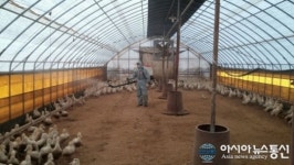 충북 음성 고병원성 AI 확진 농장 10곳으로 늘어