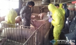 포항시, 구제역·AI차단 방역 고삐 죈다