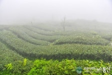 고산 운무가 만드는 타이완 아리산 고산차