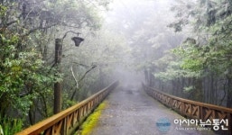 안개낀 새벽 아리산 등산로