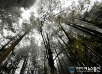타이완 명산 아리산 등산해볼까