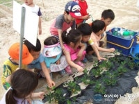 서구, 도심 속 텃밭 분양