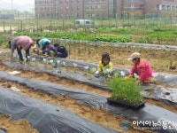인천환경공단, 운북사업소 주말농장 무료 분양