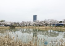 벚꽃이 만개한 영남대 경산캠퍼스