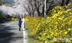 황매화 꽃길 따라 산청 황매산으로...
