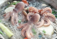 보령 도로변엔 ‘벚꽃’, 바다엔 ‘주꾸미’