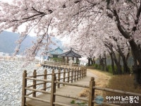 영천댐 아름다운 호반벚꽃 100리길 이번주 절정