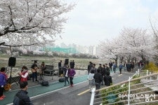 [금천구 런치콘서트] 벚꽃 속에 어우러진 음악