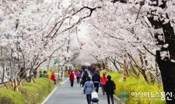 동대문구, 장안 벚꽃길 왕벚꽃 만개··· 상춘객 유혹