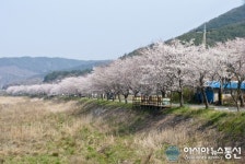 만개한 주산 벚꽃