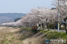 만개한 주산 벚꽃