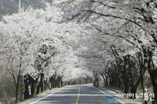 한국의 아름다운 길, 장곡사 벚꽃 길로 나들이 오세요∼