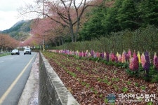 합천군 100리벚꽃길 중앙분리대 조경사업 호응
