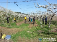 아산시, 인주면 농촌일손돕기 실시