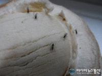 충남 부여·보령 양송이 버섯파리 전월대비 30% 증가
