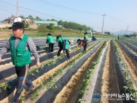 목천읍 남녀새마을지도자 고구마 식재