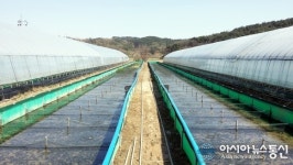 울진군 제초용 우렁이 50톤 공급...친환경농법 내실화 구축