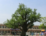 괴산군 청안면 1000년 은행나무, 유전자원 보존