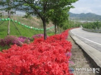 거창군 거창읍 일원 연산홍...정열적이고 화려한 자태