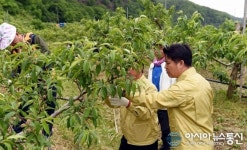 복숭아농장 적과작업 일손돕는 이희진 영덕군수