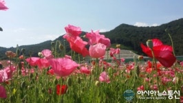 하동군, 북천마을 꽃양귀비 화려한 자태