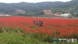 하동 북천마을 꽃양귀비 붉은 물결
