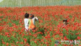 하동 북천마을 꽃양귀비 보러 오세요!