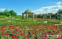 대전 한밭수목원에 장미 만개
