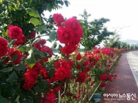 밀양 가곡동 강변로 장미꽃 만개